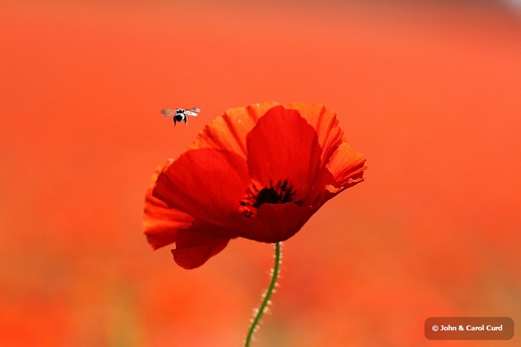 IMG_0405 Poppy fly.JPG